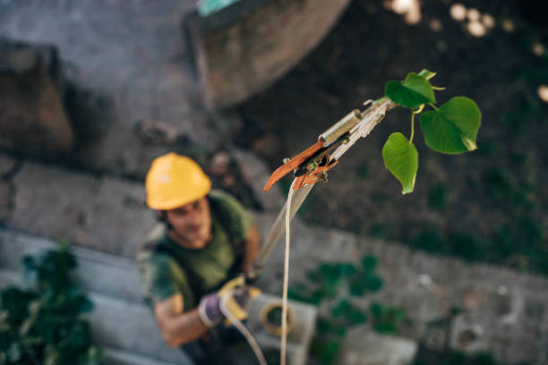 Tree Removal for Businesses in Sebastian, FL